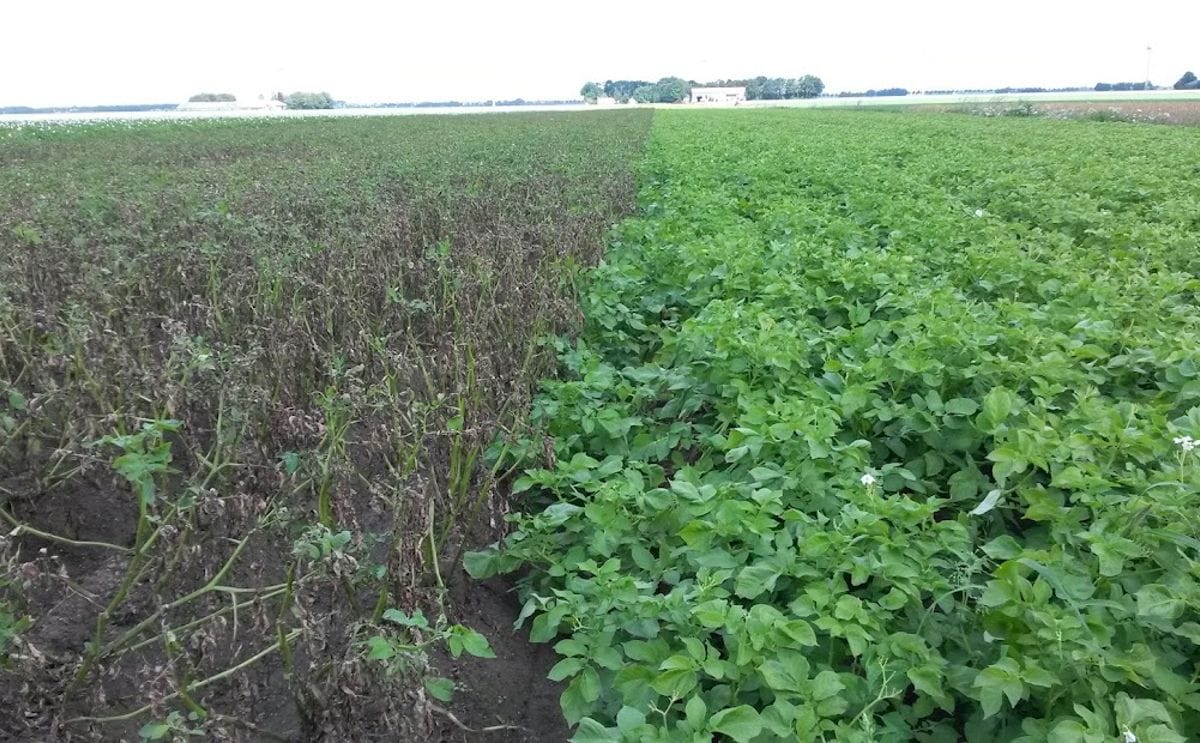 Phytophthora compare