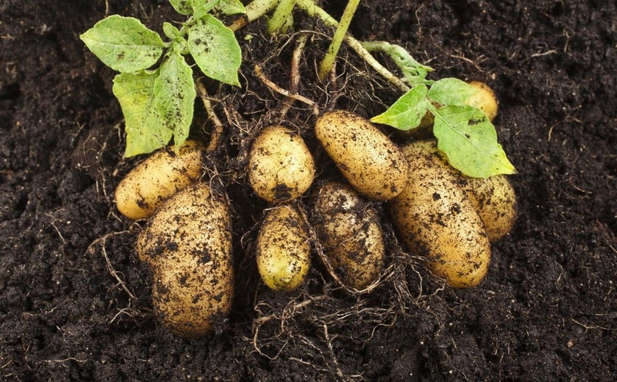 Scottish potatoes