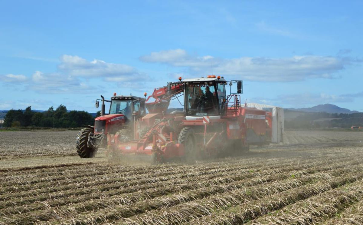 Too parched for potatoes if irrigation is not available