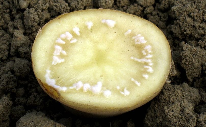 Investigadores analizan la situacion de la marchitez bacteriana