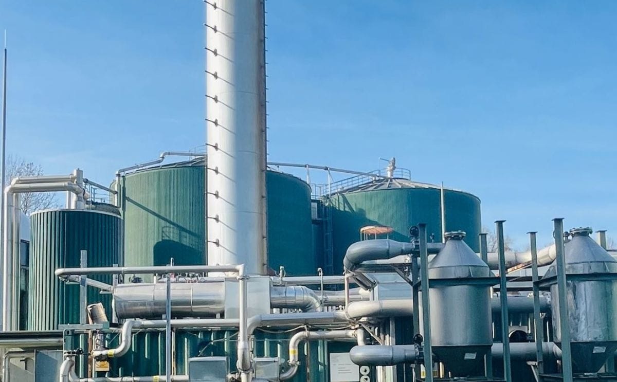 Avebe plant