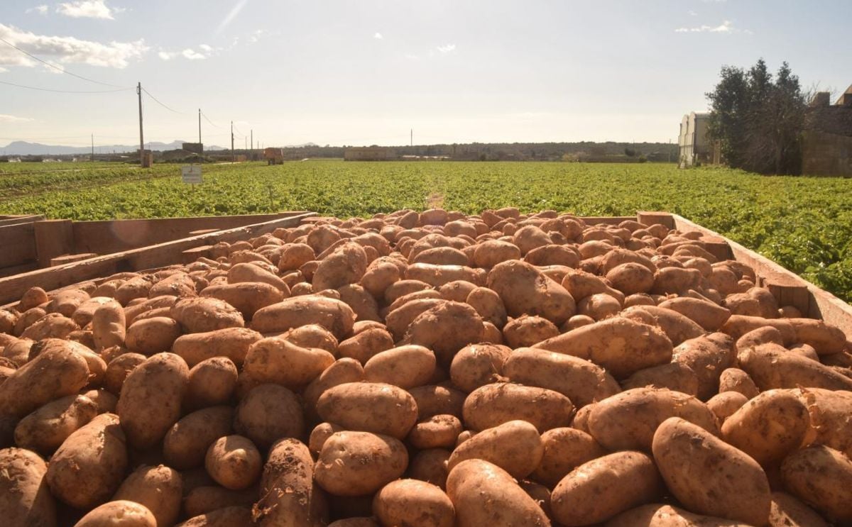 Sa pobla new potato export to the uk starts