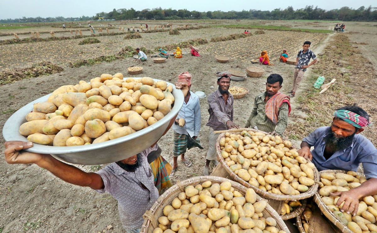 Potato mehedi hasan