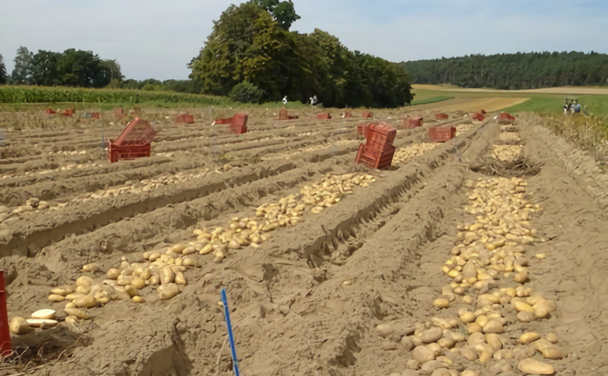Bavaria saat ltd presents broad range of varieties at potato europe