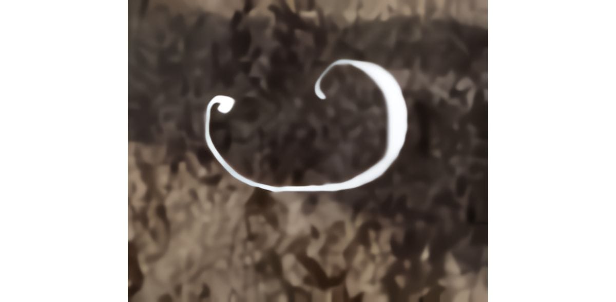 BELPACO logo