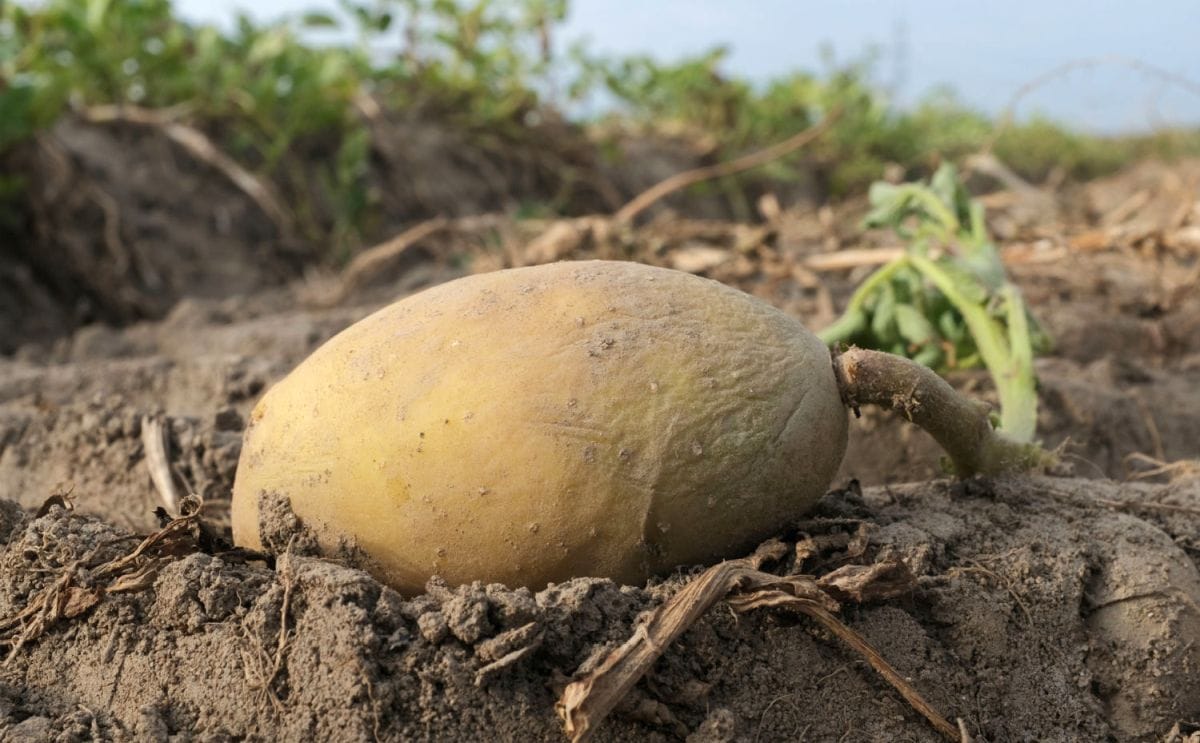 Potato in duisburg