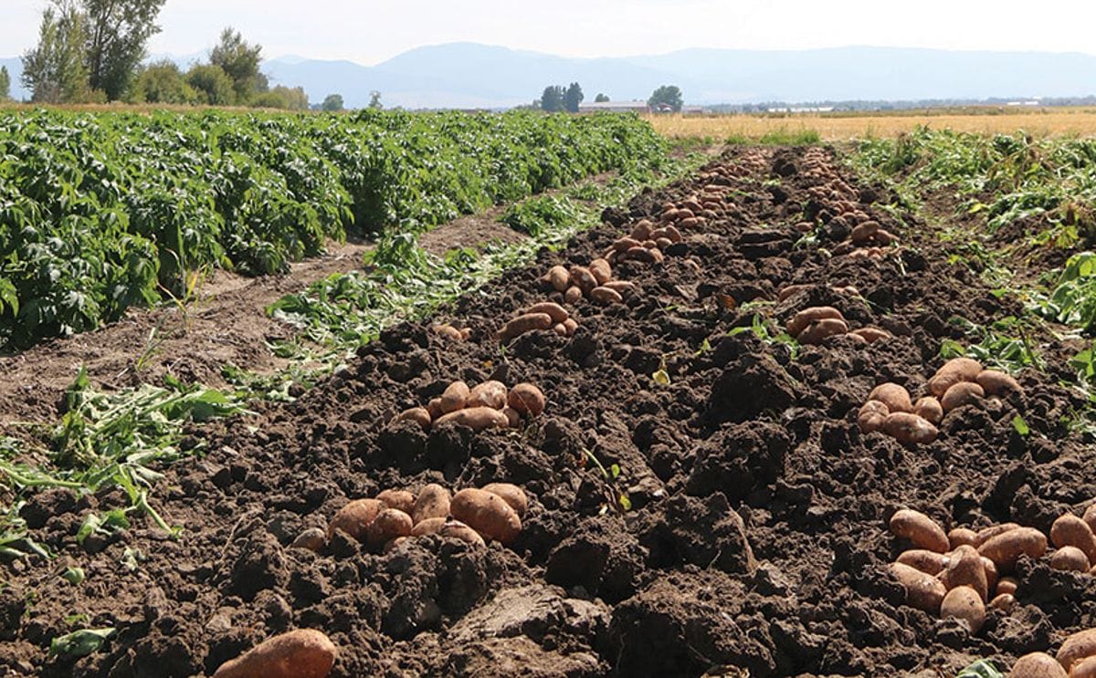 Farmer sues cairns foods over defective potato seed