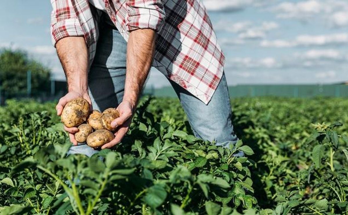 A man in a field picking a crop of potatoes