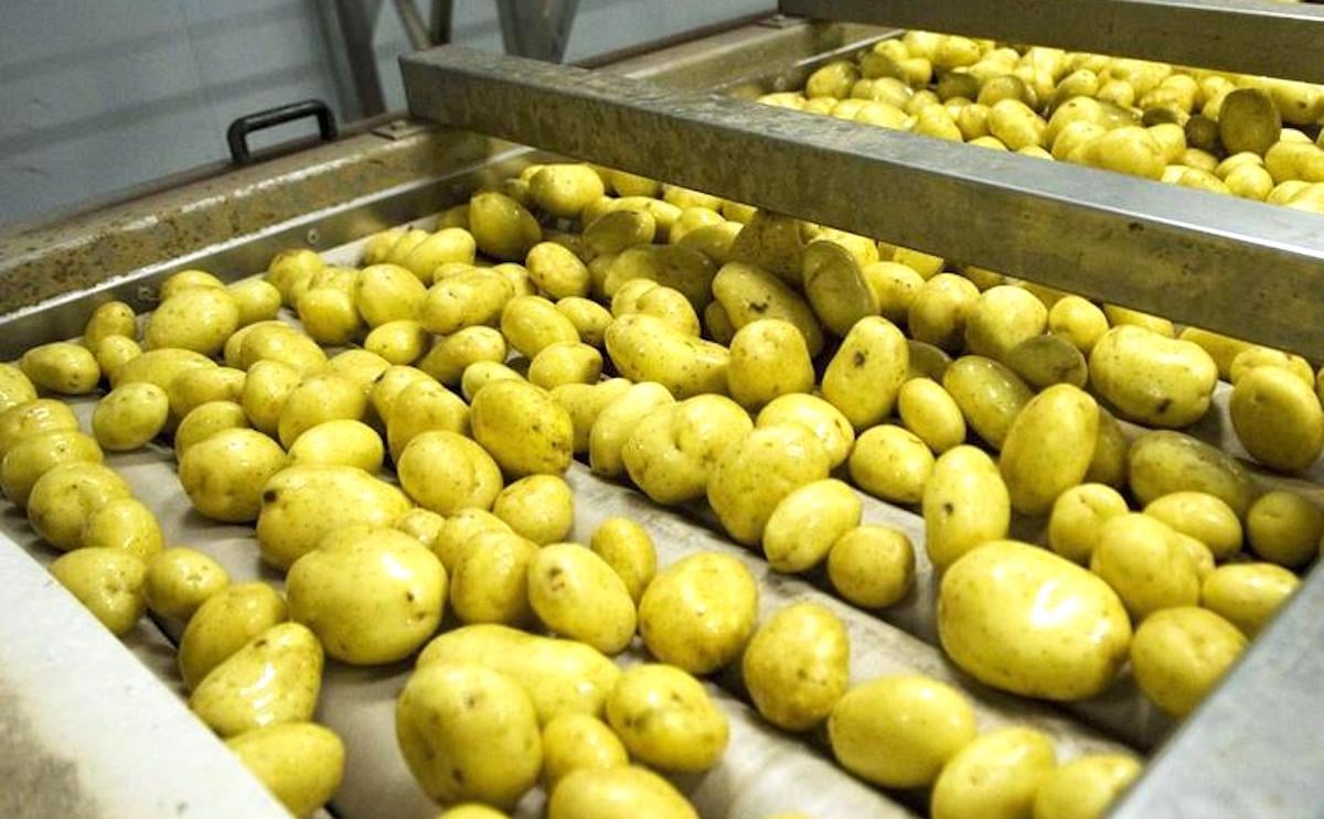 Patatas rubio la rioja