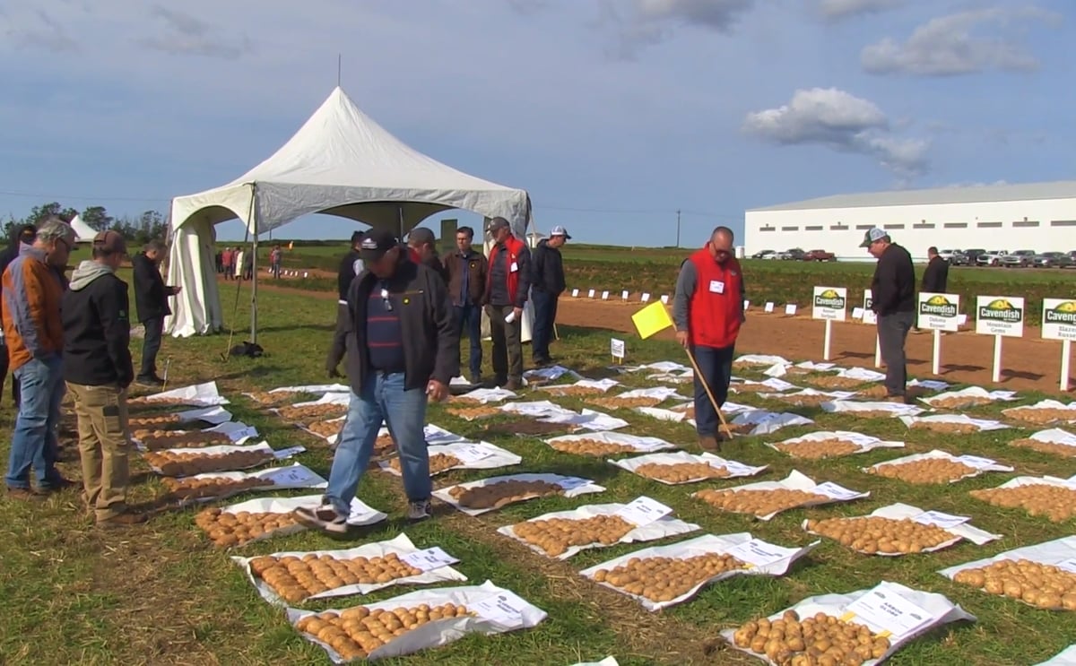 Cavendish farms potato day