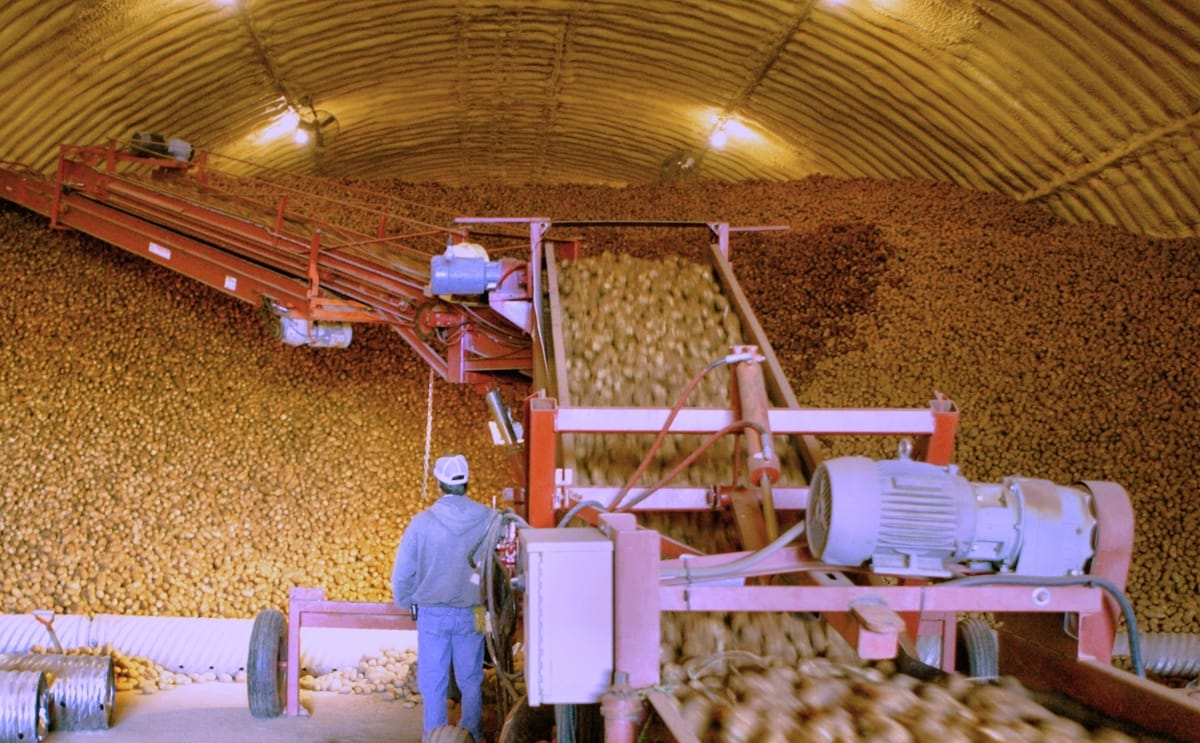 Potato storage cellar insights