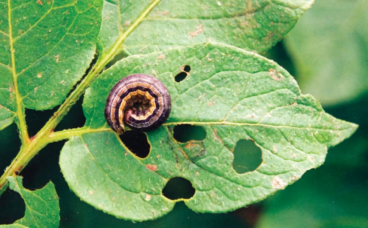 Fall armyworm