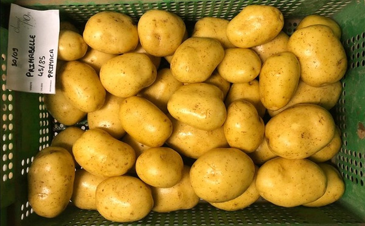 Champpom 1