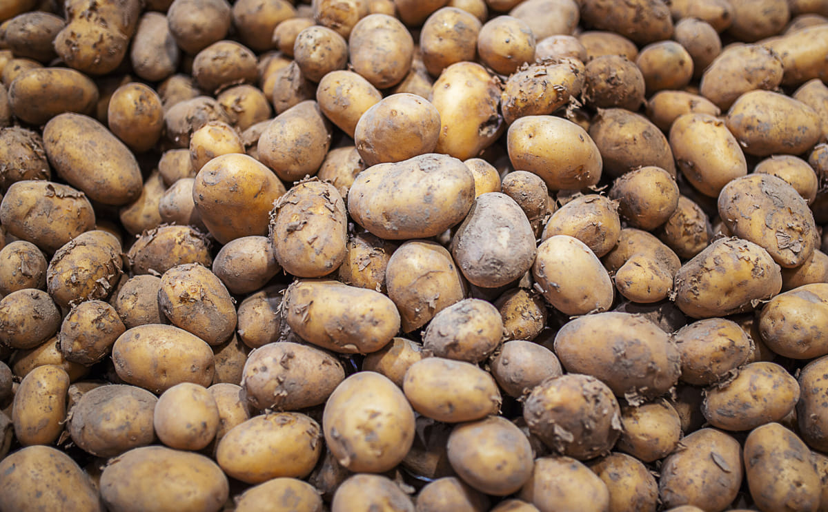 Organic fresh potatoes