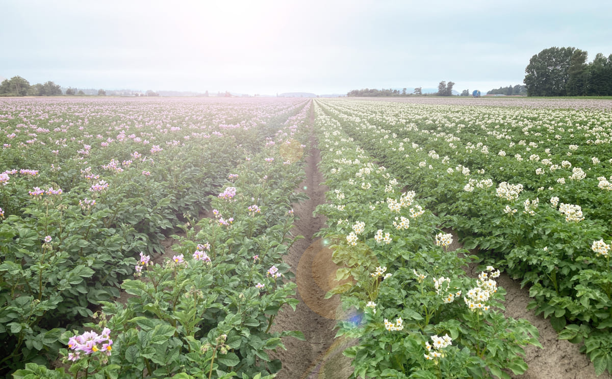 Potato field lense