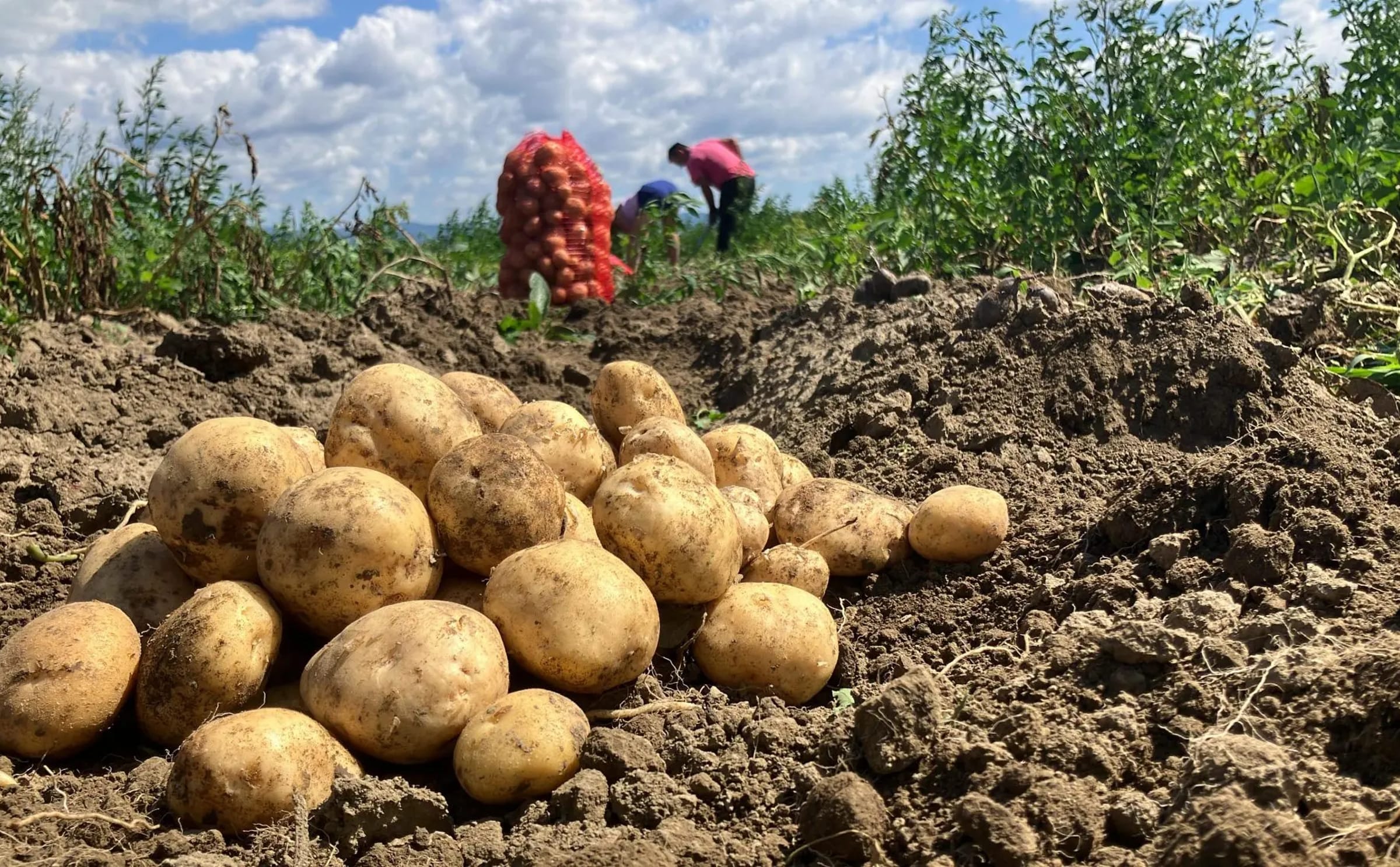 Solyntas potato hybrids double kenyan farmers yields without fungicides