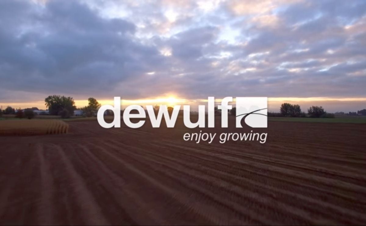 Dewulf