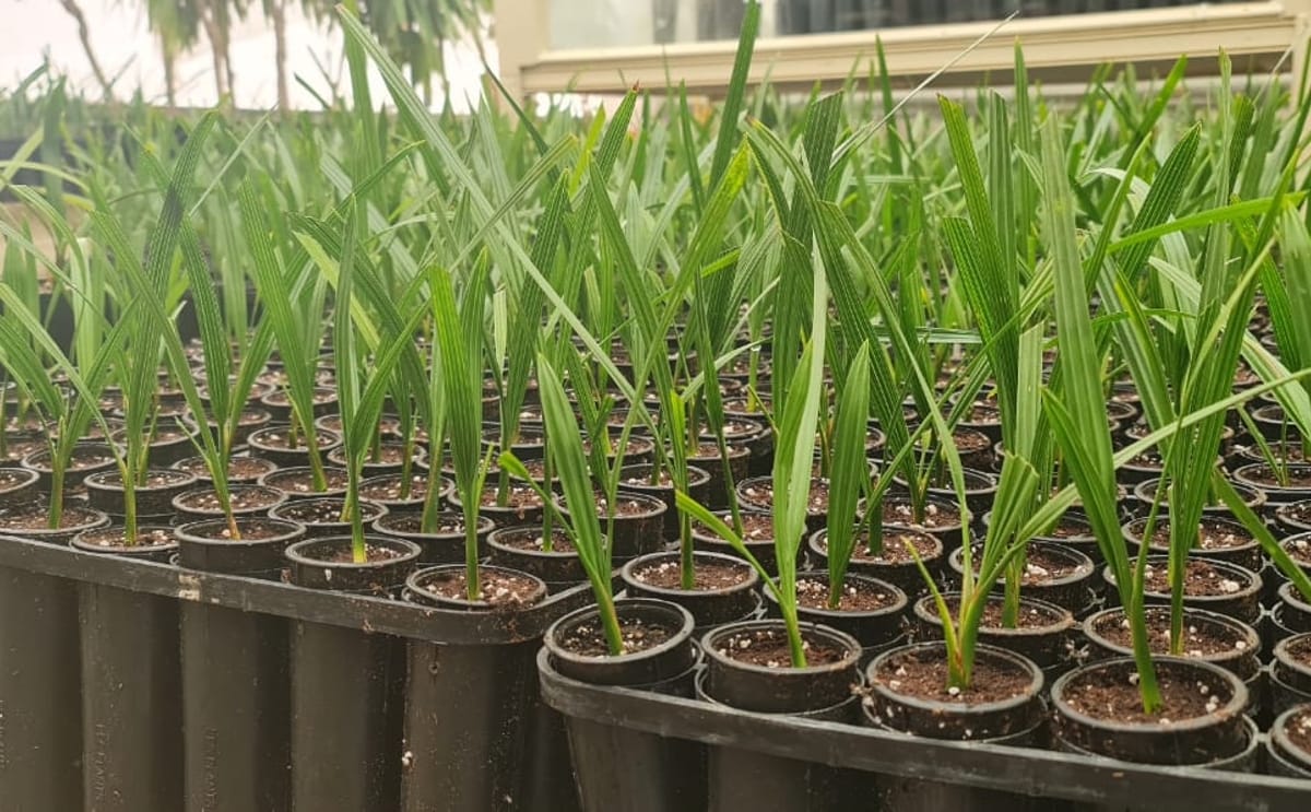 Date Palm Tissue Culture
