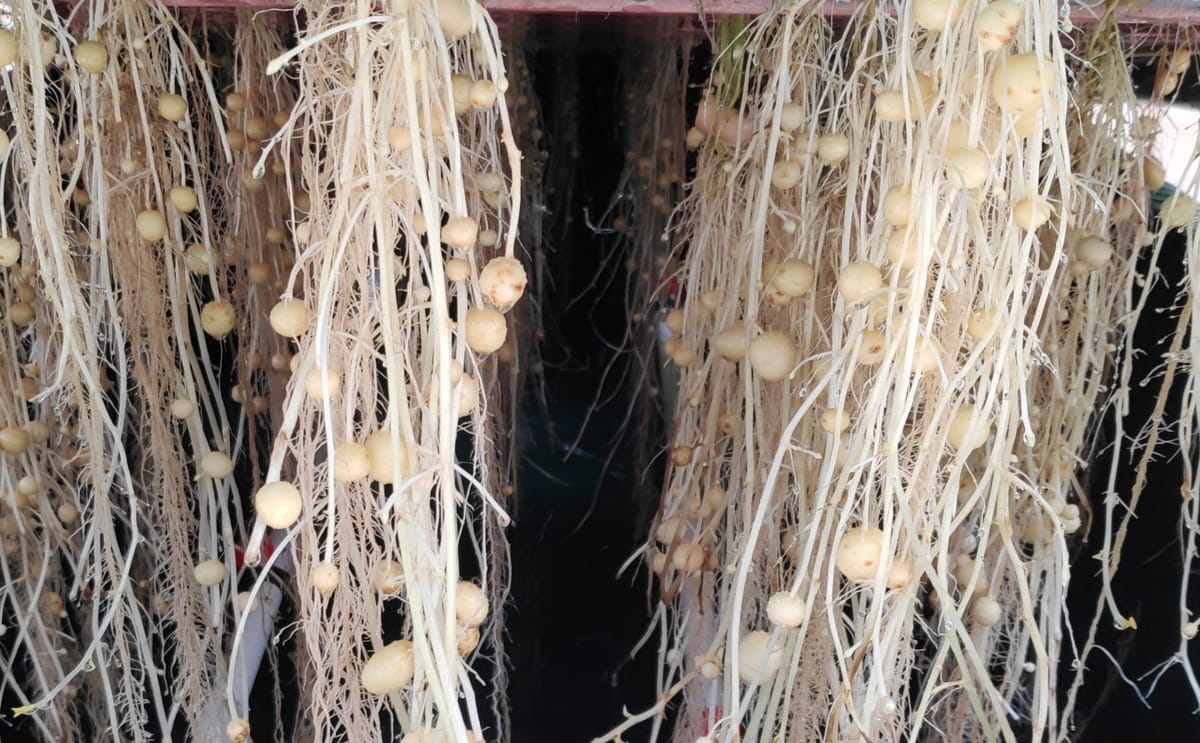 EFC Plants - Contract Micropropagation