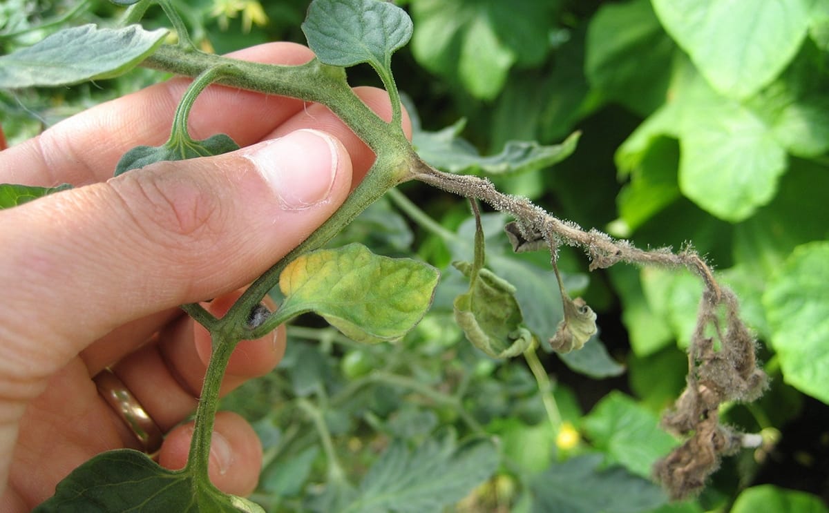 EFC Plants - Plant Disease Diagnostics Laboratory