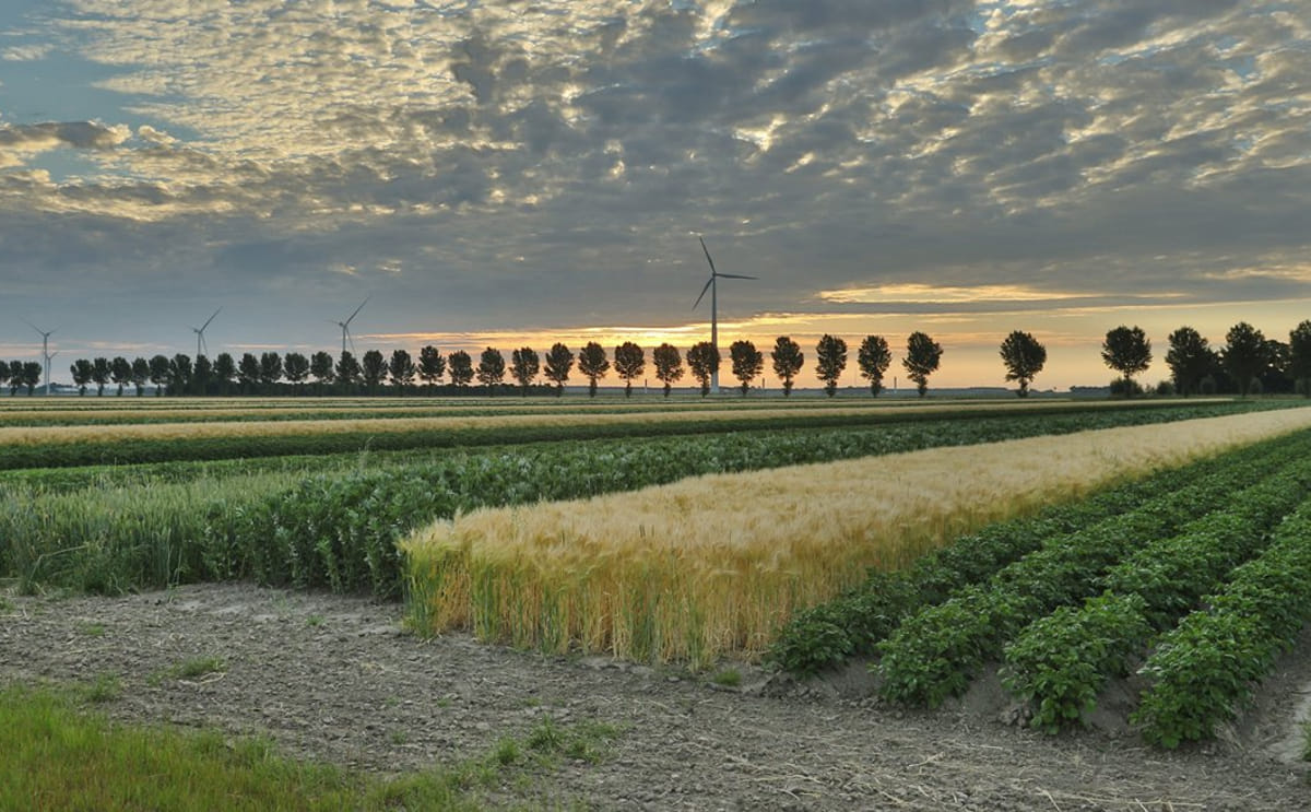 Strip cropping
