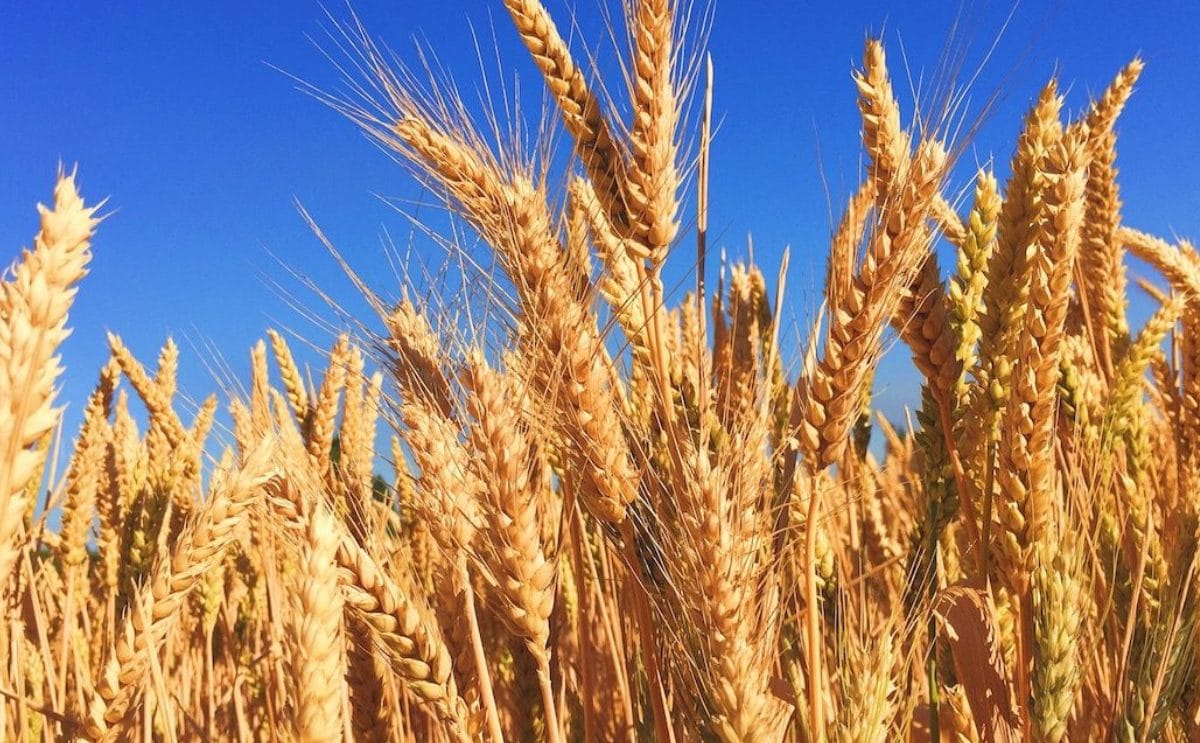 Climate extremes wheat crop melissa askew unsplash