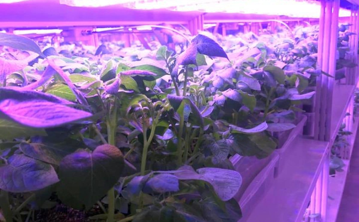 Vertical farm