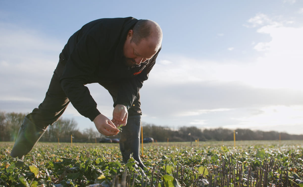 Gareth inspecting the plots