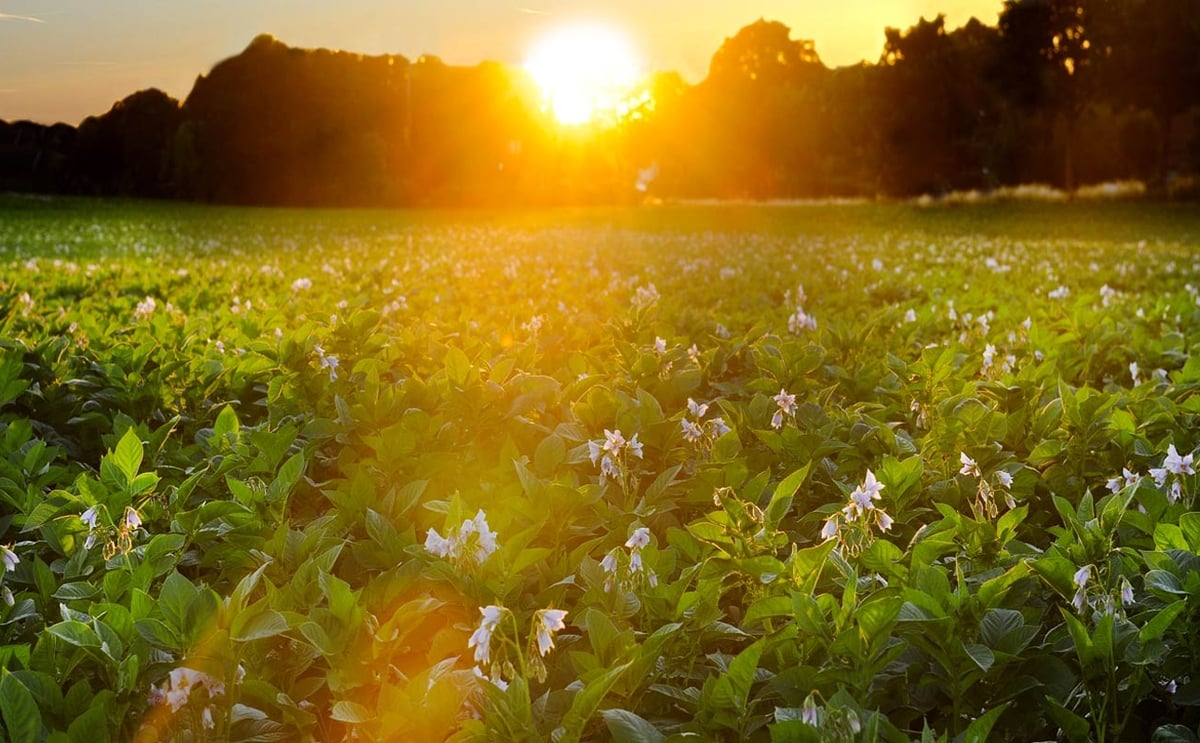 Foodtrust homepage background