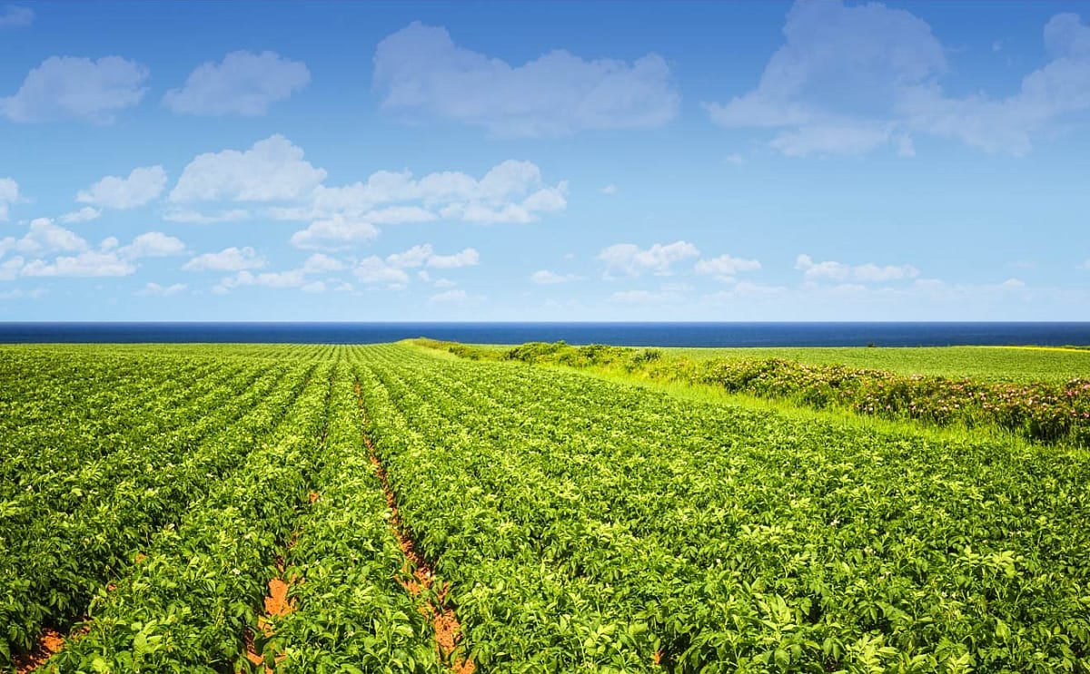 Mid isle potato field