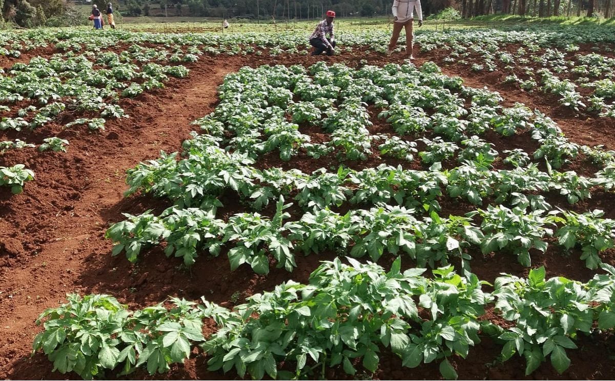 Small potato field kenya