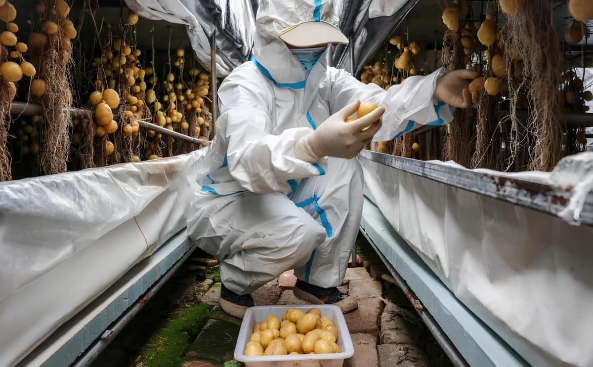Climate change potatoes