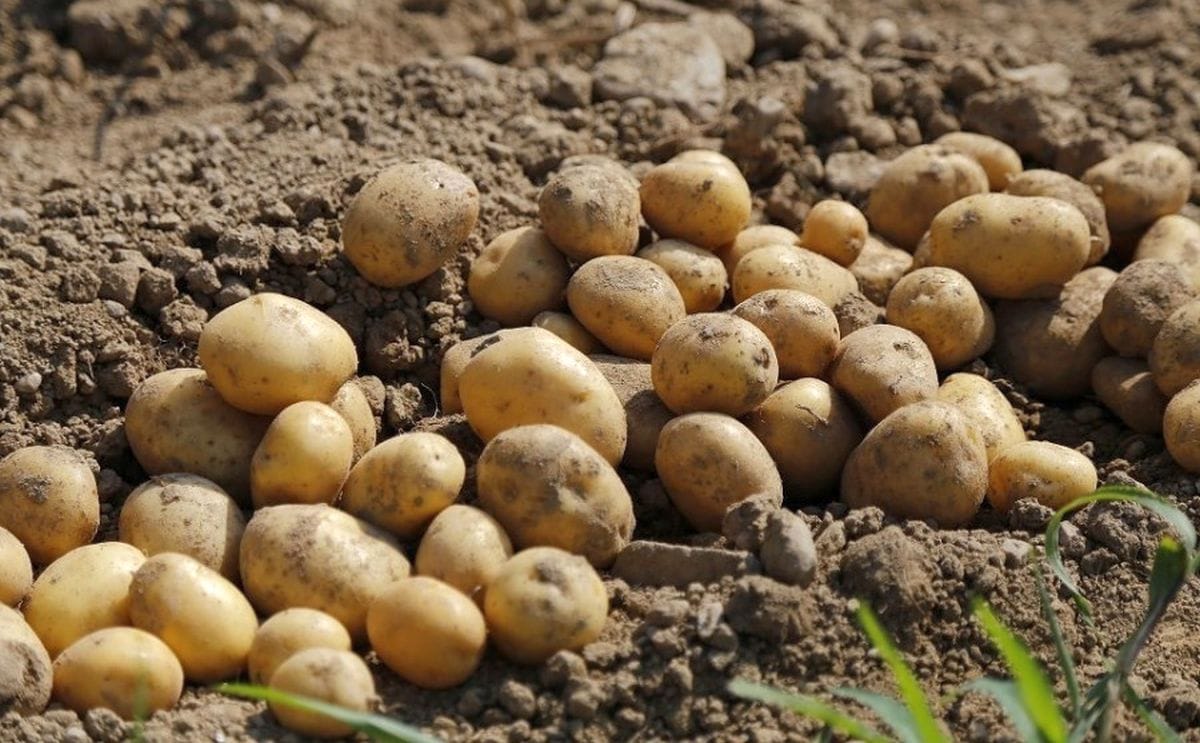 Salamanca patatas