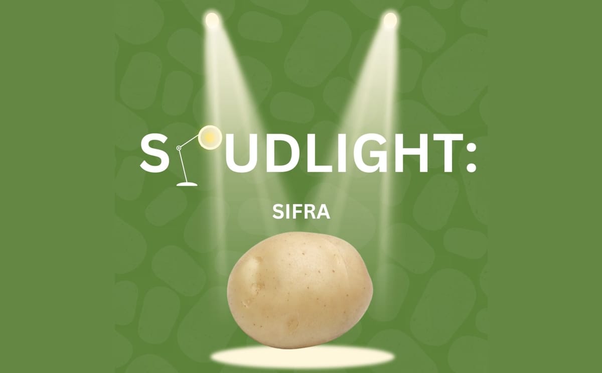 Sifra potato variety