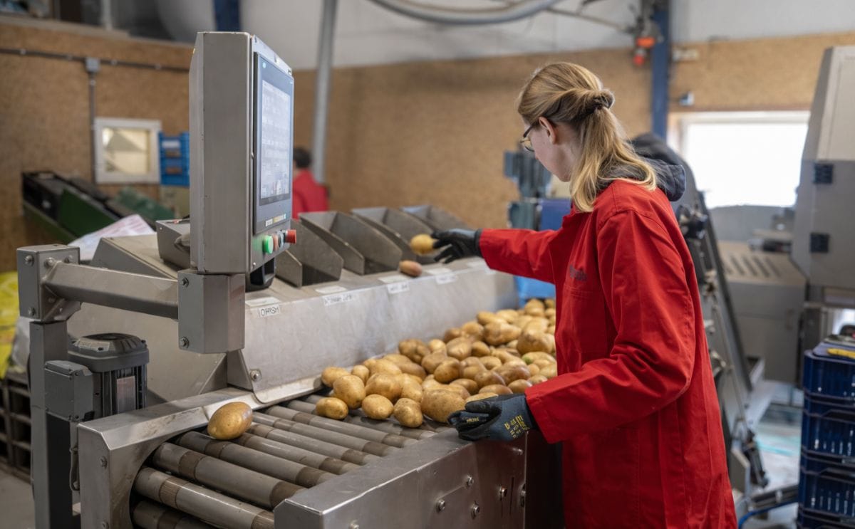 Clara potato breeding sorting line hzpc