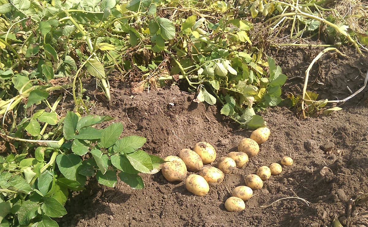 Searching for stress resistant potatoes project adapt 1