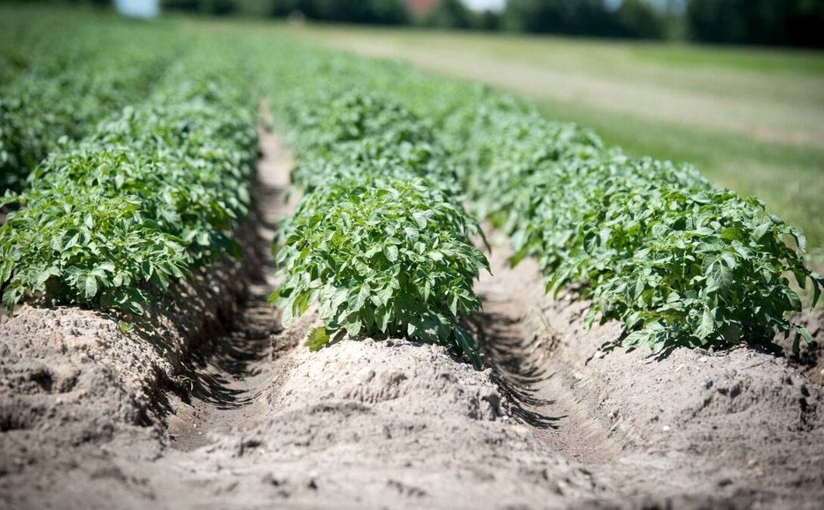 Potato plants thrive in neat rows