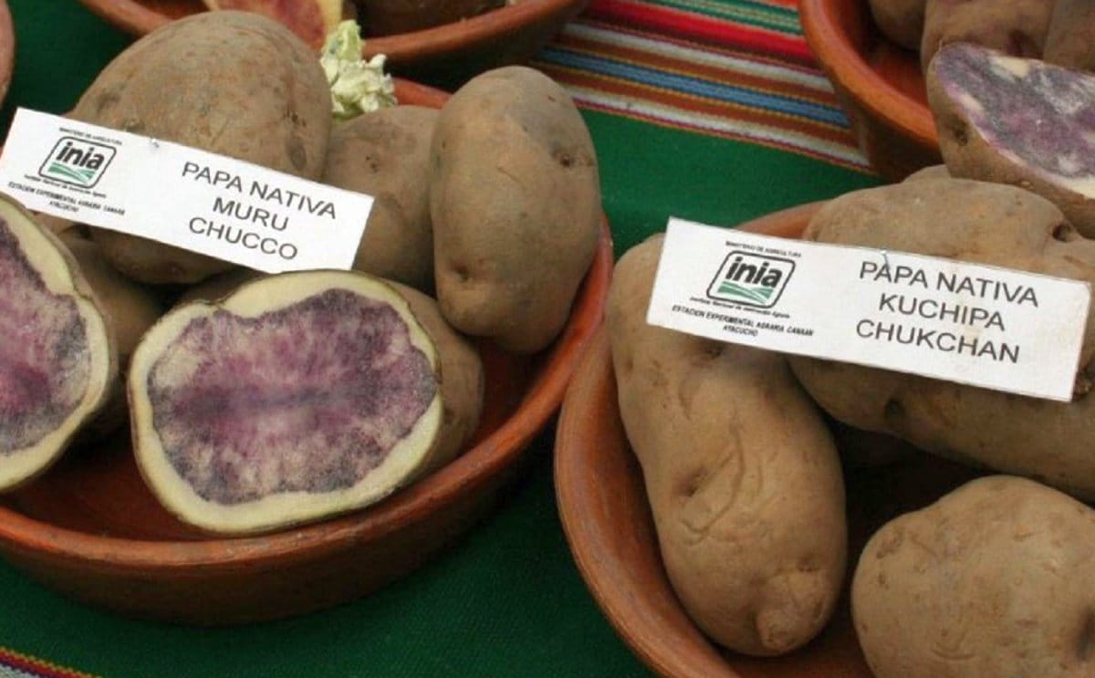 Variedades papa peru y bolivia