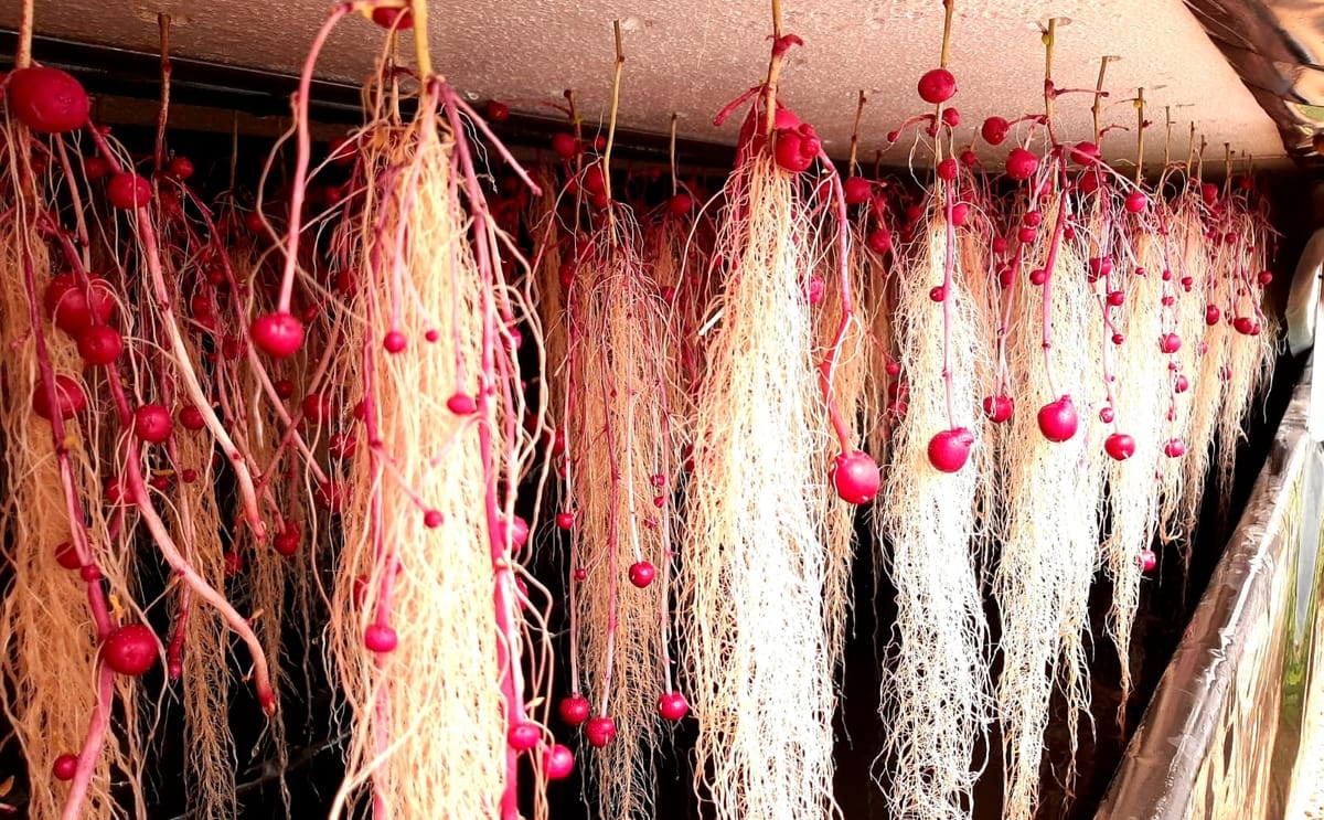 Rustikas aeroponics