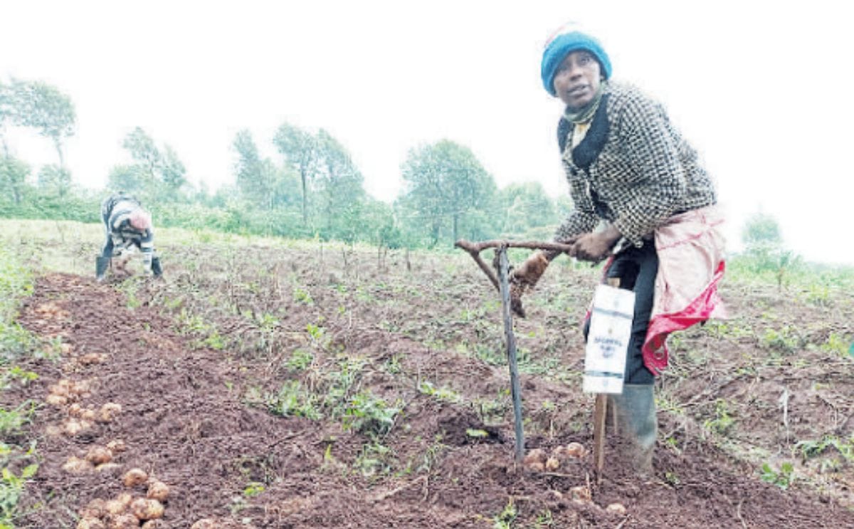 A farmer harvests potatoes on farm in kiambu county
