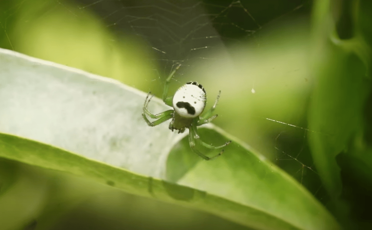Pringles spider