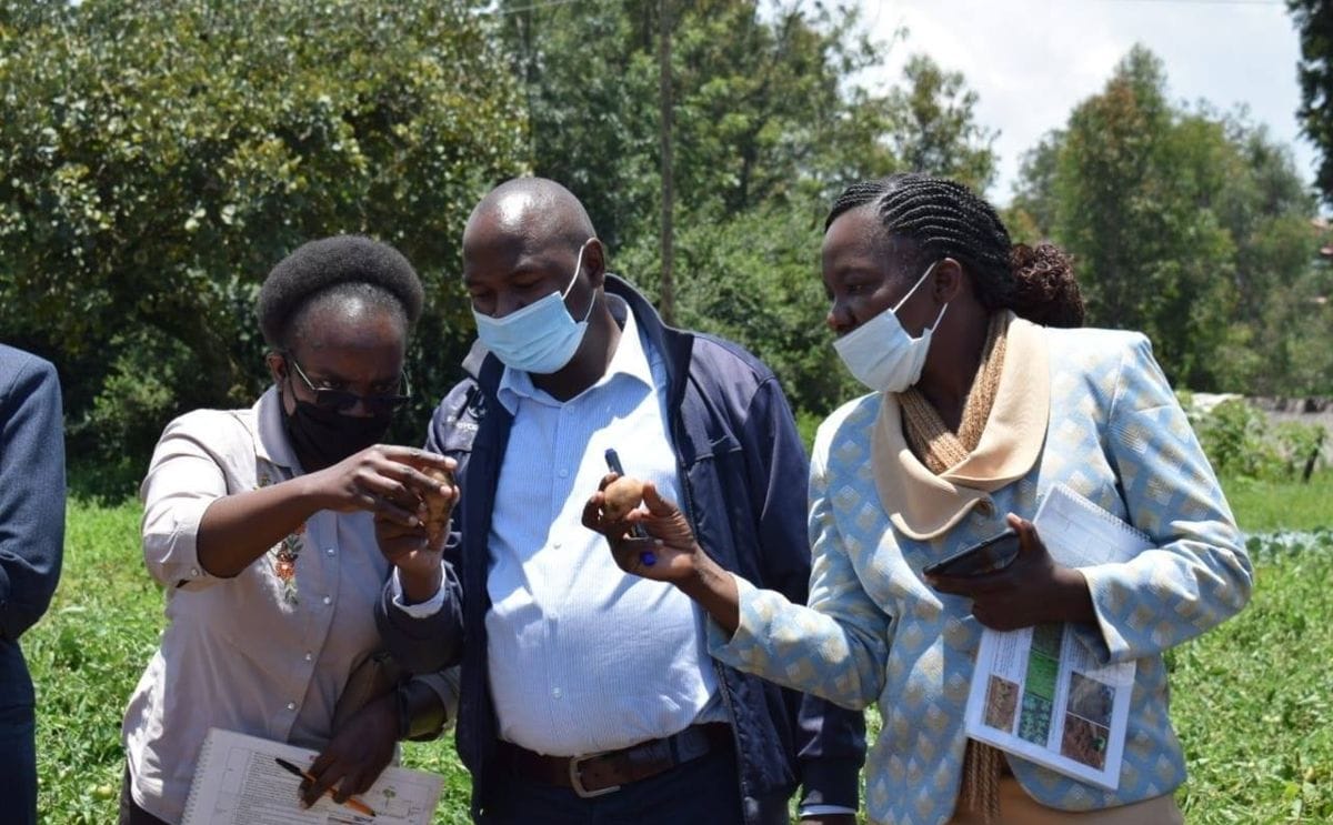 Kenya seeks sh656m for potato seed study