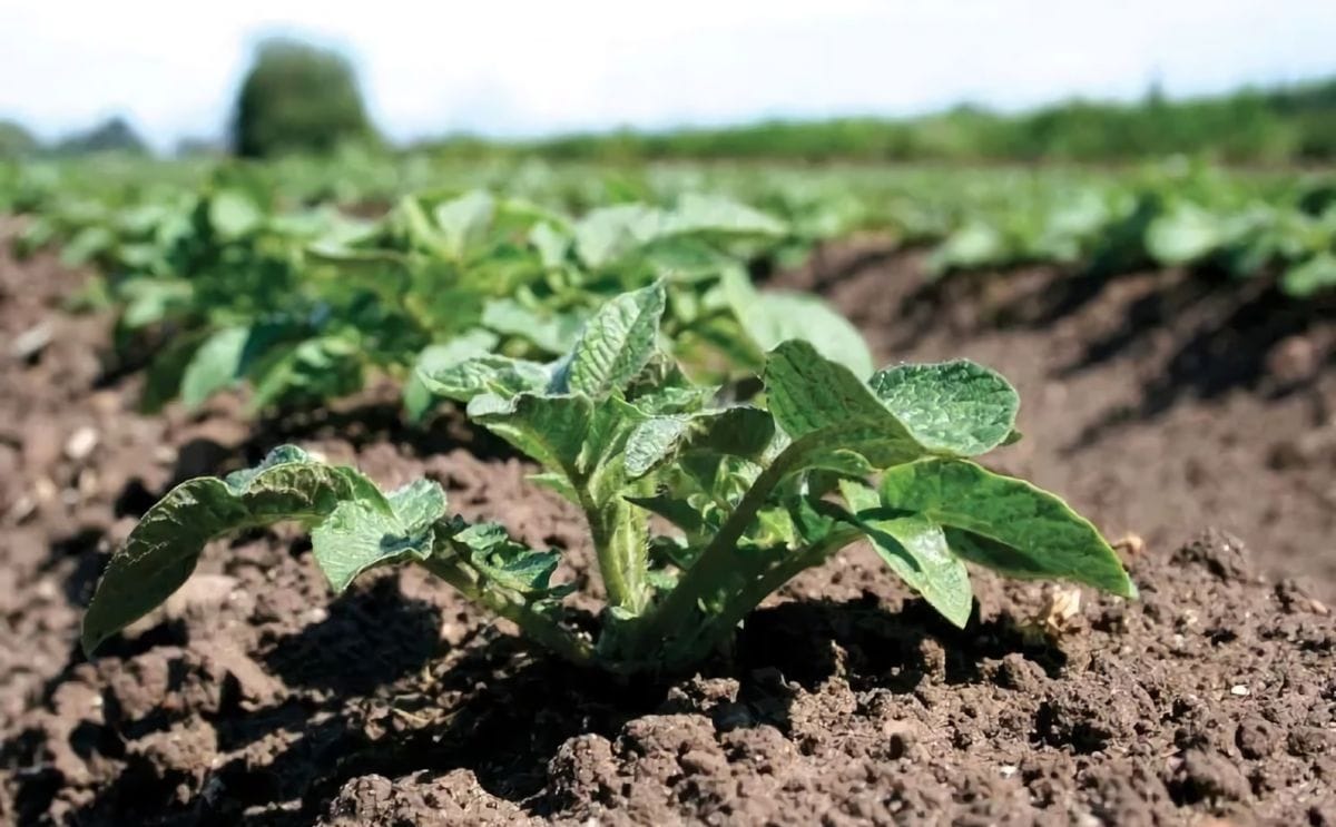 Nepg notes rising costs continued global for potato products