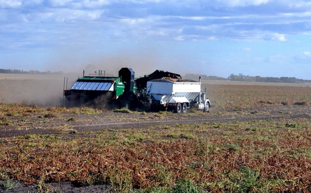 Potato harvest lucgamache