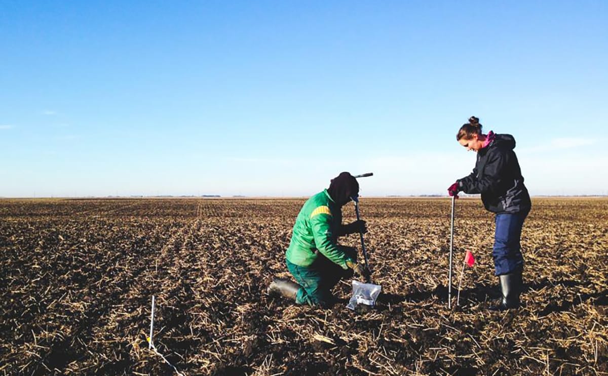 Potato research field