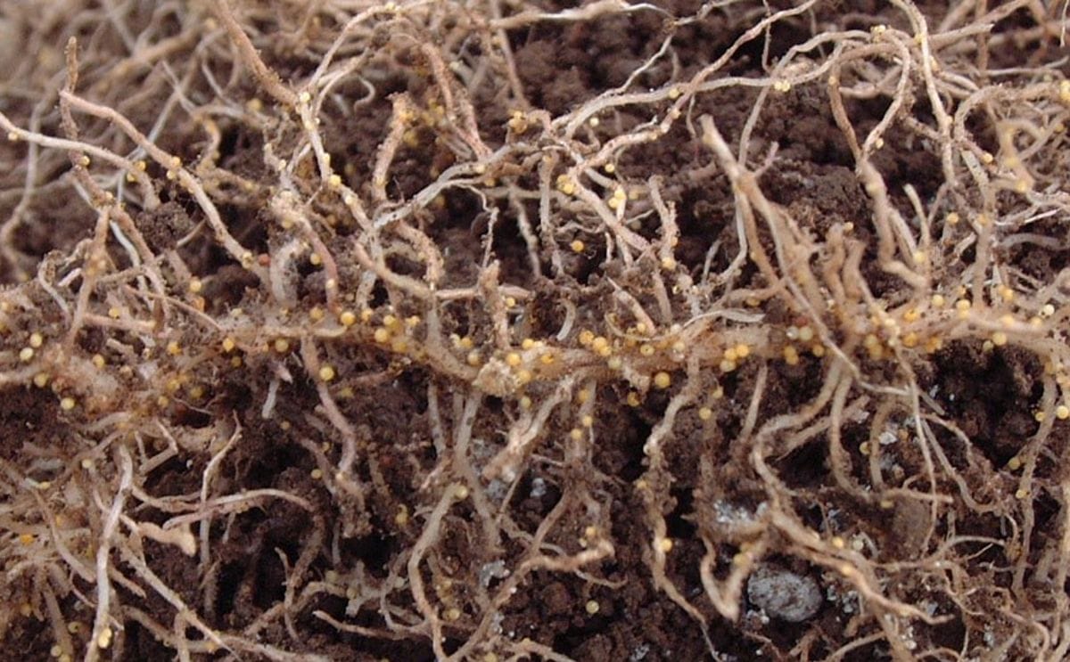 Potato cyst nematode