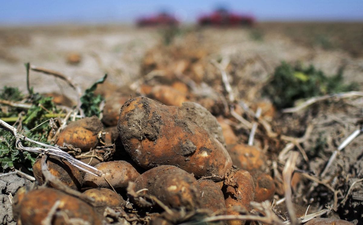 Idaho potato growers brace for poor crop amid drought heat