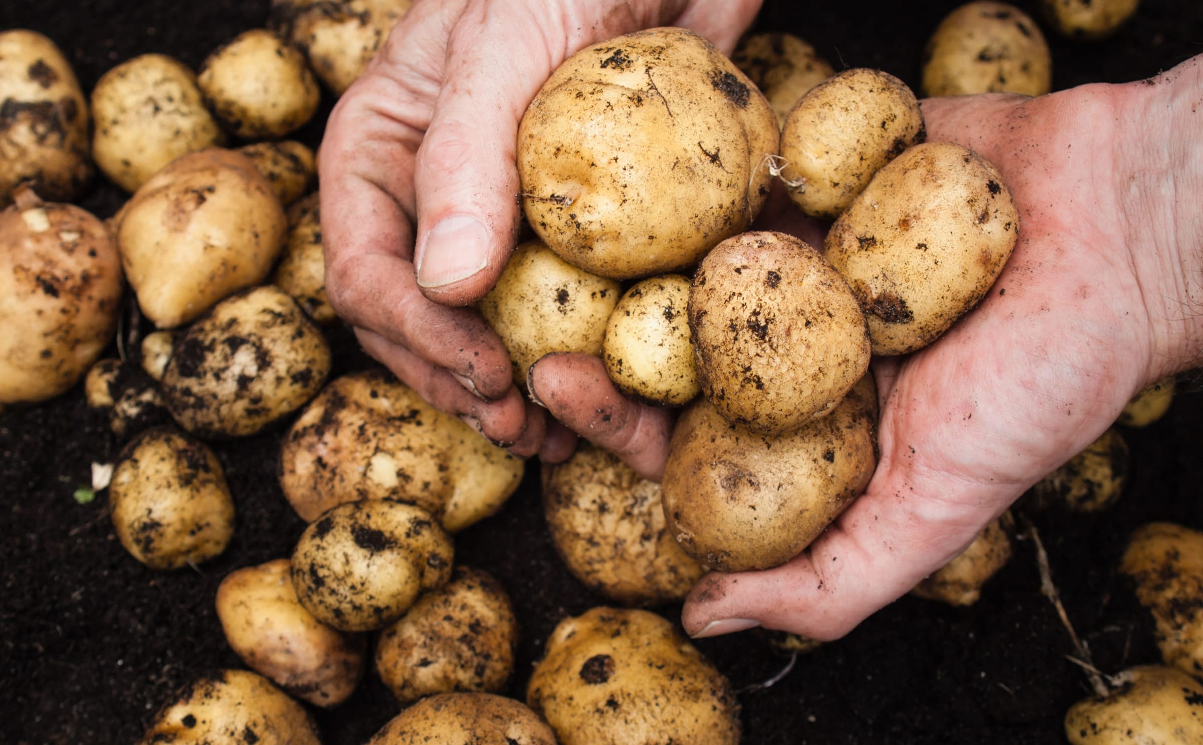 Holding freshly picked potatoes