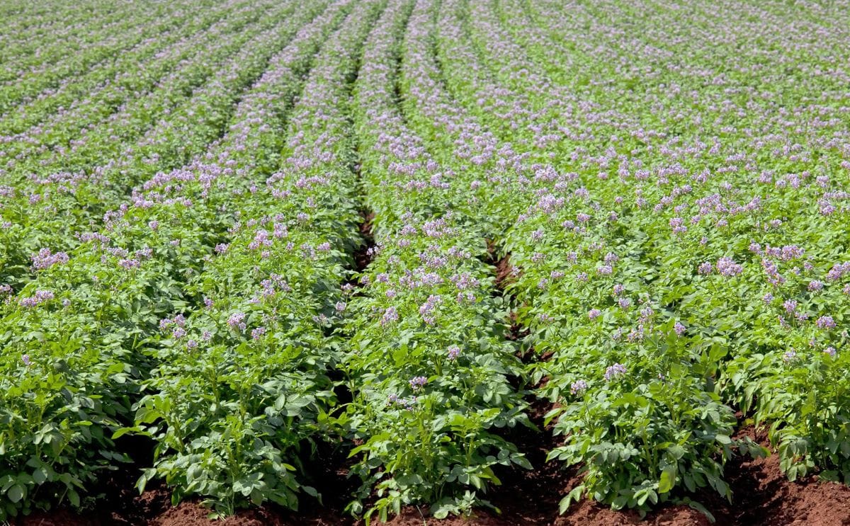 Québec зarmentier strengthens its leadership position in the potato industry