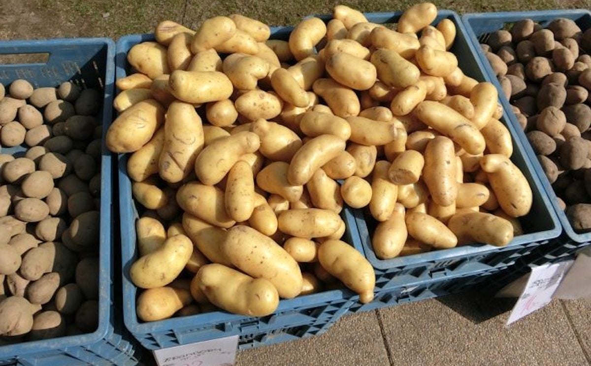 Asociafruit productores patatas
